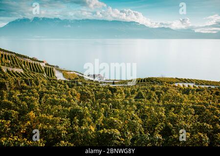 Lavaux, Suisse : Lac Léman et Alpes suisses paysage vu des courses de vignes de Lavaux dans le canton de Vaud Banque D'Images