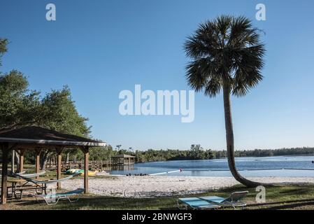 Palm Tree à une crique de sable à Kissimmee, en Floride. Banque D'Images