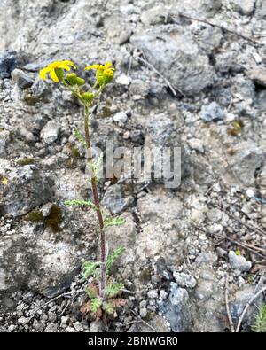 Le germe vert d'une plante fait le chemin à travers l'asphalte. Fleur jaune parmi les pierres. Banque D'Images