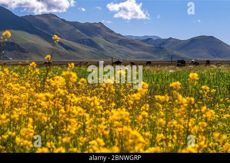 Fleurs et vaches de Yamdrok-tso aussi appelé le lac Yamdrok, ou Yamzho Yumco est un lac de montagne sacré élevé au Tibet en Chine. Niché parmi les flancs de t Banque D'Images