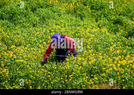 Fleurs jaunes dans Yamdrok-tso aussi appelé le lac Yamdrok, ou Yamzho Yumco est un lac de montagne sacré élevé au Tibet en Chine. Niché parmi les flancs du Banque D'Images