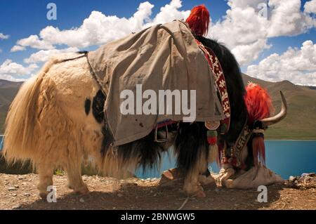 Yak à Yamdrok-tso aussi appelé le lac Yamdrok, ou Yamzho Yumco est un lac de montagne sacré élevé au Tibet en Chine. Niché parmi les flancs gris terne Banque D'Images