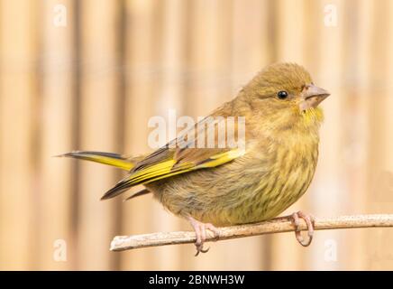 Greenfinch, Juvenile verdfinch, chloris chloris, petit oiseau attrayant perché dans un jardin, Bedfordshire, Royaume-Uni Banque D'Images