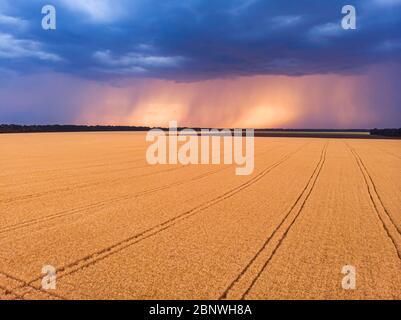 Vue aérienne sur l'impressionnant orage sur champ de blé au coucher du soleil. Nuages sombres de tempête couvrant le paysage rural. Douche à forte pluie à distance. Banque D'Images