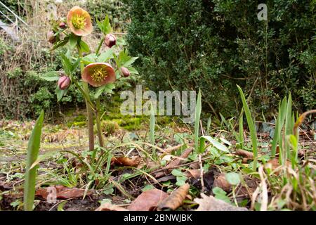 Groupe de fleurs roses fleuries de l'helleborus orientalis, aussi appelé lenten rose ou orientalische Nieswurz Banque D'Images