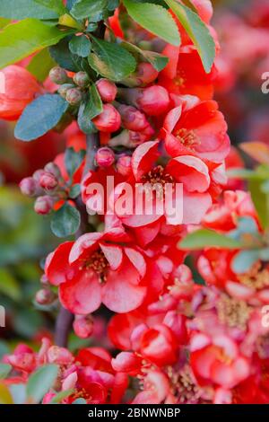 Branche japonaise de coing en pleine floraison en pleine expansion. Mise au point sélective. Banque D'Images