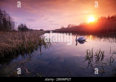 Coucher de soleil magique dans la campagne. Paysage rural au printemps, nature sauvage. Natation de Swan dans la rivière étroite Banque D'Images