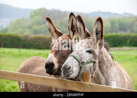 Famille d'ânes en plein air au printemps. Couple d'ânes sur la prairie Banque D'Images