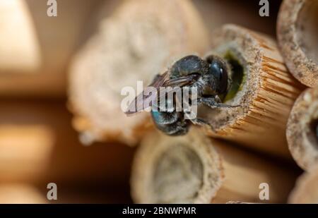 Gros plan d'une abeille sauvage Banque D'Images