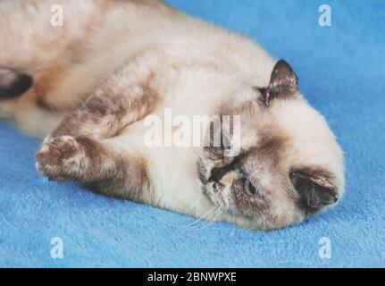 Chat mignon couché sur une couverture bleue Banque D'Images