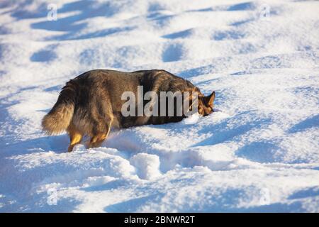 Chien marchant dans la neige profonde en hiver dans le champ Banque D'Images