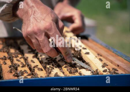 Belgrade, Serbie - gros plan d'un apiculteur travaillant sur une ruche à la ferme de miel Banque D'Images
