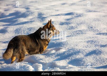 Chien marchant dans la neige profonde en hiver dans le champ Banque D'Images