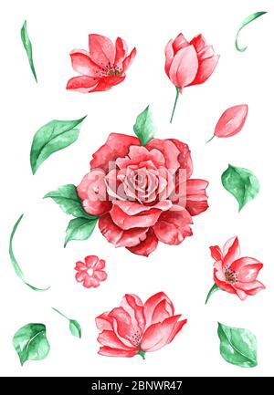 Ensemble de fleurs roses et feuilles dessin traditionnel et peinture par aquarelle sur fond blanc Banque D'Images