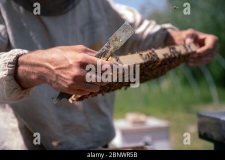 Belgrade, Serbie - gros plan d'un apiculteur travaillant sur une ruche à la ferme de miel Banque D'Images
