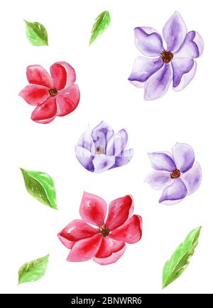 Ensemble de fleurs et de feuilles dessin et peinture traditionnels par aquarelle sur fond blanc Banque D'Images