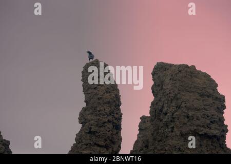 Raven debout sur des rochers de lave Banque D'Images