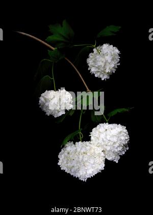 Viburnum opulus aka Snowball Tree, Guelder rose. Peint clair sur fond noir. De magnifiques œuvres d'art. Banque D'Images