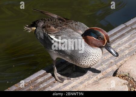 Un canard sarcelle à la cannelle mâle assis sur la rive. Banque D'Images