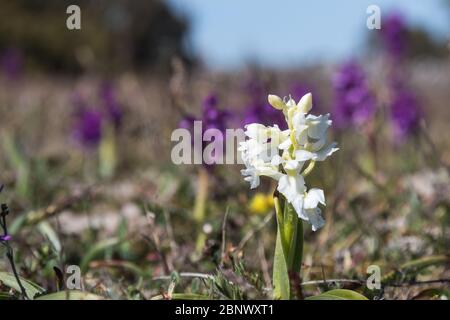 Orchid blanc violet précoce, Mascula d'Orchid, portrait avec des espèces de couleur pourpre normales dans le fond Banque D'Images