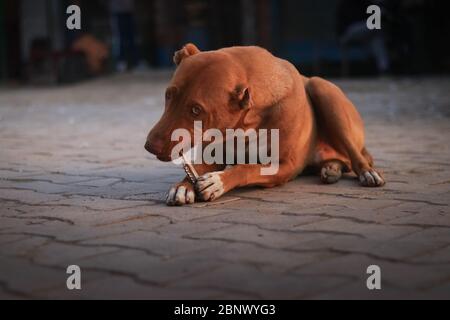 Un chien affamé qui se régale d'un os tout en étant assis sur le plancher de la cour et en regardant de façon distinctive la caméra, à angle bas Banque D'Images