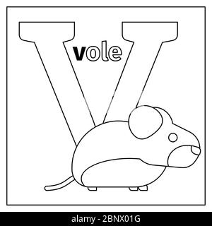 Page de coloriage ou carte pour enfants avec l'alphabet du zoo des animaux anglais. Vole, illustration vectorielle lettre V. Illustration de Vecteur