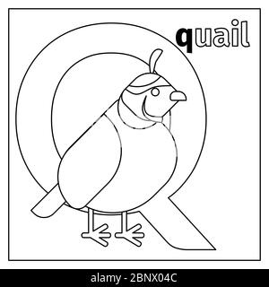 Page de coloriage ou carte pour enfants avec l'alphabet du zoo des animaux anglais. Illustration vectorielle Quail, lettre Q. Illustration de Vecteur