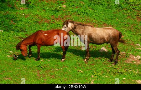 Ariel gros plan, deux chevaux amoureux se caressant et se calant dans un champ d'herbe verte, tandis qu'un oiseau Myna est un happer-on!, 4K Banque D'Images