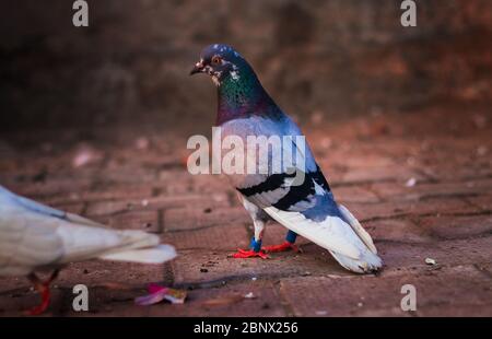 Un oiseau de pigeon triste qui a des serrures sur ses jambes se tient sur un sol. Ces pigeons sont utilisés à des fins commerciales et les écluses ont même créé un bleedi Banque D'Images