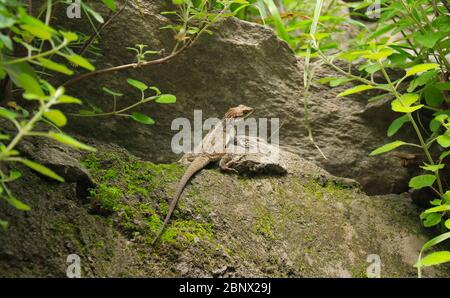 Un lézard de montagne est assis sur un rocher, parmi les feuilles et les algues, se mélangeant dans son environnement, assis paisiblement et patiemment en attendant sa proie, 5K Banque D'Images