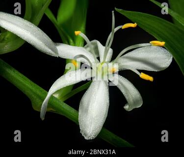 Une fleur de chlorophytum comosum blanche dans une inflorescence ramifiée. Chaque fleur a six tepals à trois veinés. Tout sur fond noir Banque D'Images