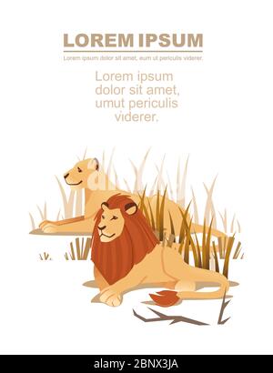 Publicité flyer bannière design avec paire de lions couché dans l'herbe dessin animé animal dessin plat vecteur illustration Illustration de Vecteur