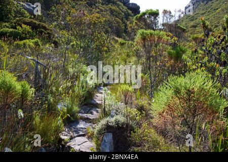 Sentier de randonnée Echo Valley au sommet de Table Mountain, au Cap Banque D'Images