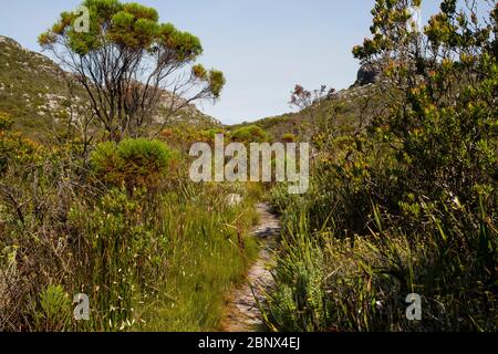 Sentier de randonnée Echo Valley au sommet de Table Mountain, au Cap Banque D'Images