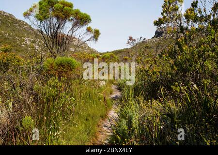 Sentier de randonnée Echo Valley au sommet de Table Mountain, au Cap Banque D'Images