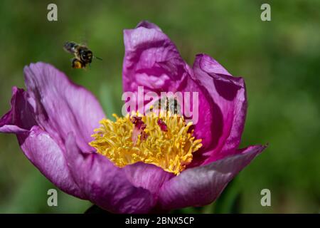 Deux abeilles à la recherche de pollen sur une tulipe violette Banque D'Images