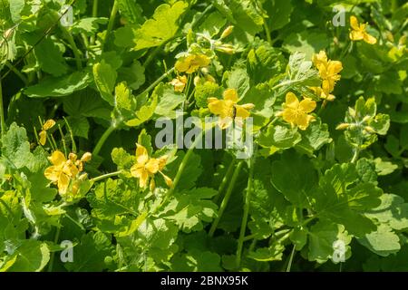 La plus grande célandine (également appelée coquelicot celandine, Chelidonium majus), une grande fleur ou une mauvaise herbe jaune, pendant mai, Royaume-Uni Banque D'Images