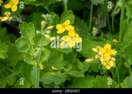 La plus grande célandine (également appelée coquelicot celandine, Chelidonium majus), une grande fleur ou une mauvaise herbe jaune, pendant mai, Royaume-Uni Banque D'Images