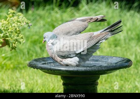 Pigeon en bois (Columba palumbus) prenant un bain dans un bain d'oiseau de jardin, Royaume-Uni Banque D'Images