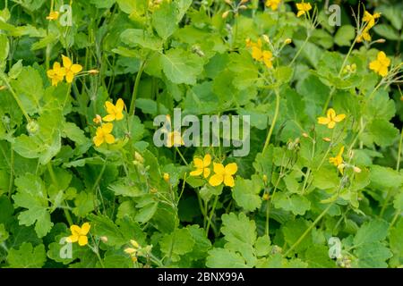 La plus grande célandine (également appelée coquelicot celandine, Chelidonium majus), une grande fleur ou une mauvaise herbe jaune, pendant mai, Royaume-Uni Banque D'Images