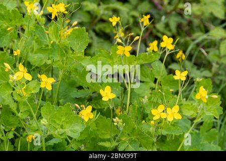 La plus grande célandine (également appelée coquelicot celandine, Chelidonium majus), une grande fleur ou une mauvaise herbe jaune, pendant mai, Royaume-Uni Banque D'Images