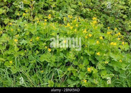 La plus grande célandine (également appelée coquelicot celandine, Chelidonium majus), une grande fleur ou une mauvaise herbe jaune, pendant mai, Royaume-Uni Banque D'Images