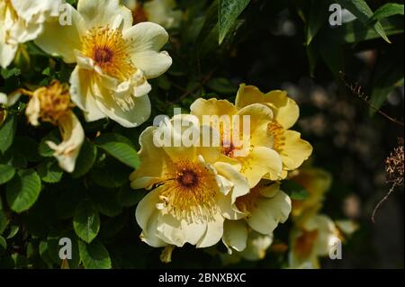 Gros plan de roses jaune vif et orange pour chiens (Rosa corymbifera) au soleil. Banque D'Images