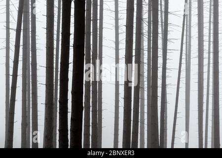 Forêt de conifères brumeux dans la région de Turiec, Slovaquie. Banque D'Images