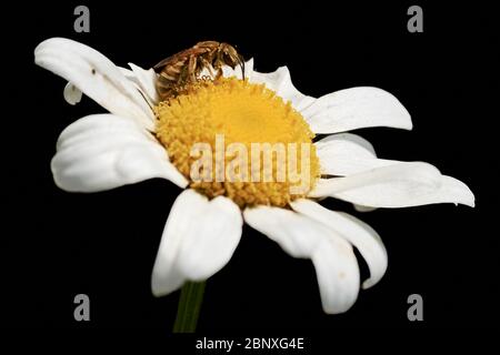 Abeille collectant le nectar sur une fleur de pâquerette isolée sur noir Banque D'Images