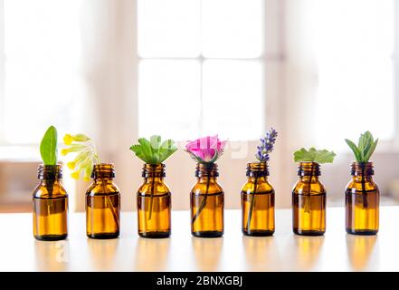 Focus sélectif beaucoup d'herbes fraîches dans de petites bouteilles millésimes dans une rangée. Essential Oil concept.fenêtre blanche floue avec fond lumineux. VBL Banque D'Images