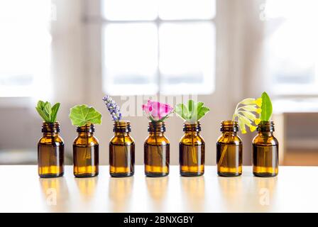 Focus sélectif beaucoup d'herbes fraîches dans de petites bouteilles millésimes dans une rangée. Essential Oil concept.fenêtre blanche floue avec fond lumineux. VBL Banque D'Images