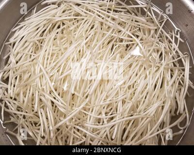 Taillés de la tête de semence et de petites racines minces, les germes de haricots sont nettoyés à l'eau douce Banque D'Images