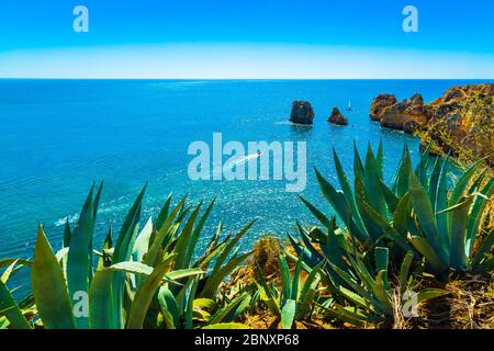 Falaises étonnantes au-dessus de la côte de l'Algarve et agave succulent plante neer Lagos ville au Portugal, Europe Banque D'Images