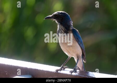 Curieux bleu California Scrub Jay sentiment de sécurité en perchée sur le banc du parc avec bec vers la gauche. Banque D'Images